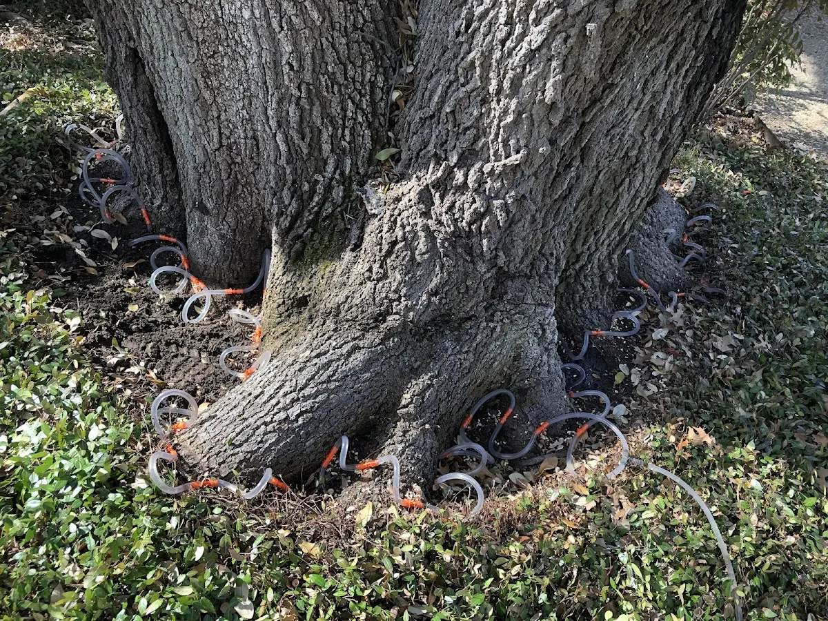 Detailed Tree Cabling and Bracing job site in Sipesville