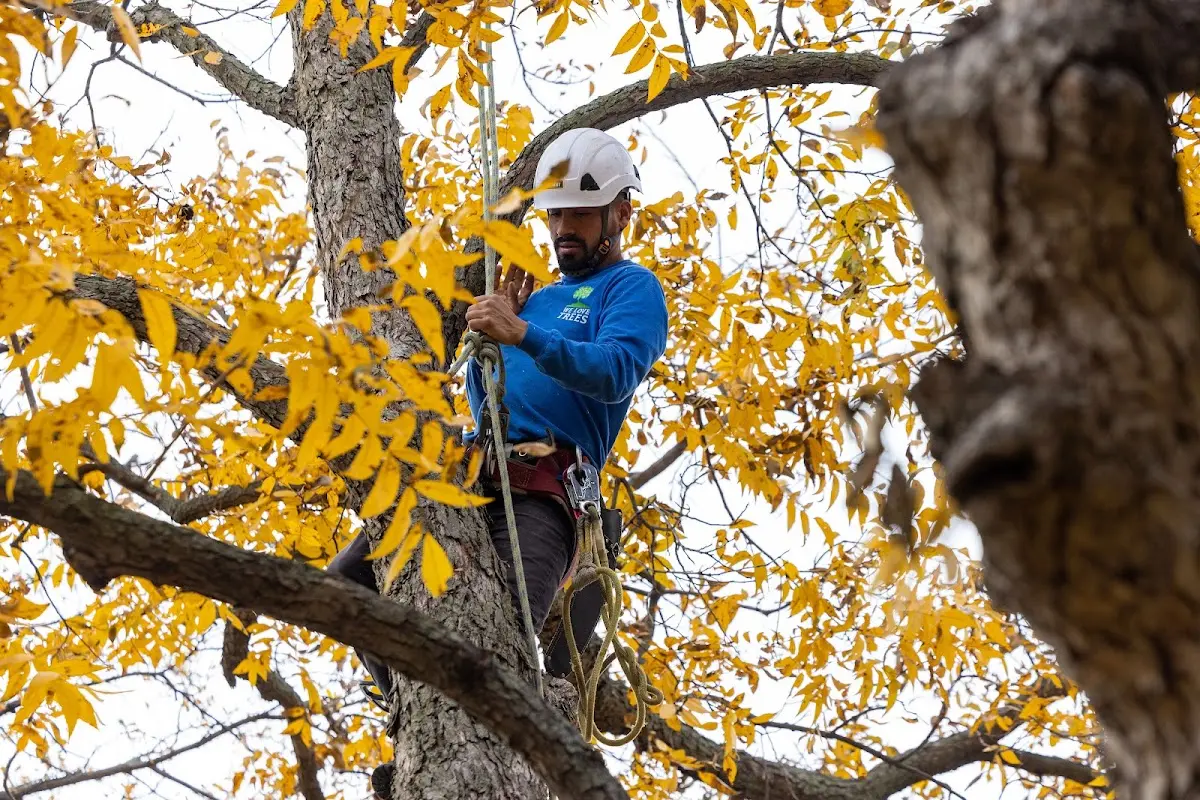 Skilled Tree Transplanting crew working in Sipesville