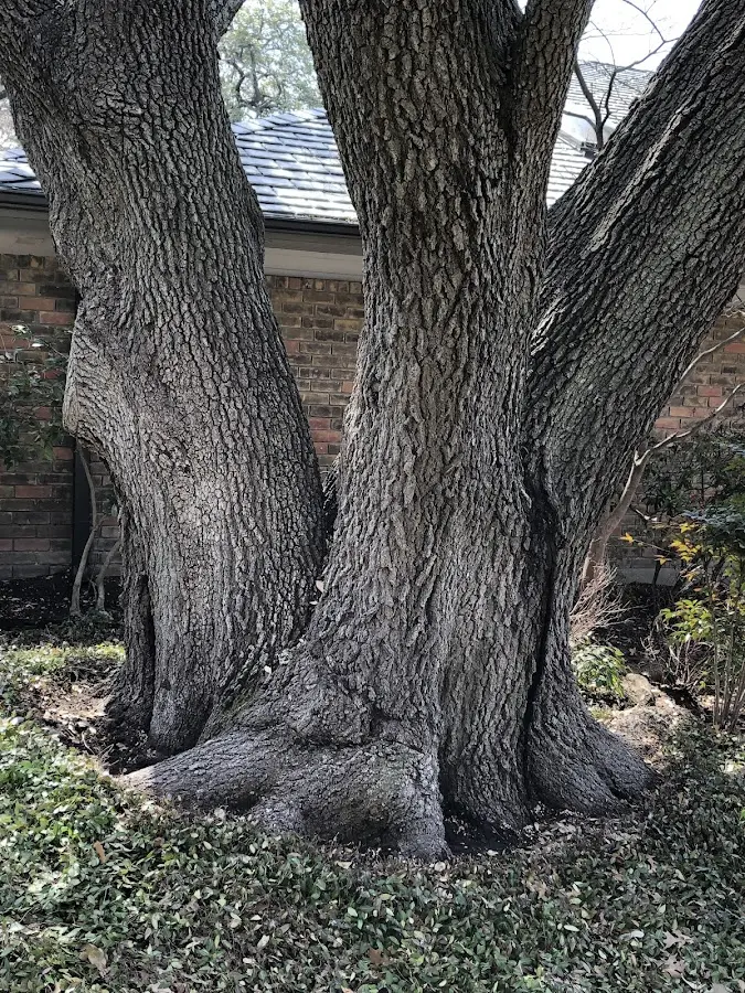 Mature heritage tree close to a Sipesville property cared for by certified arborists
